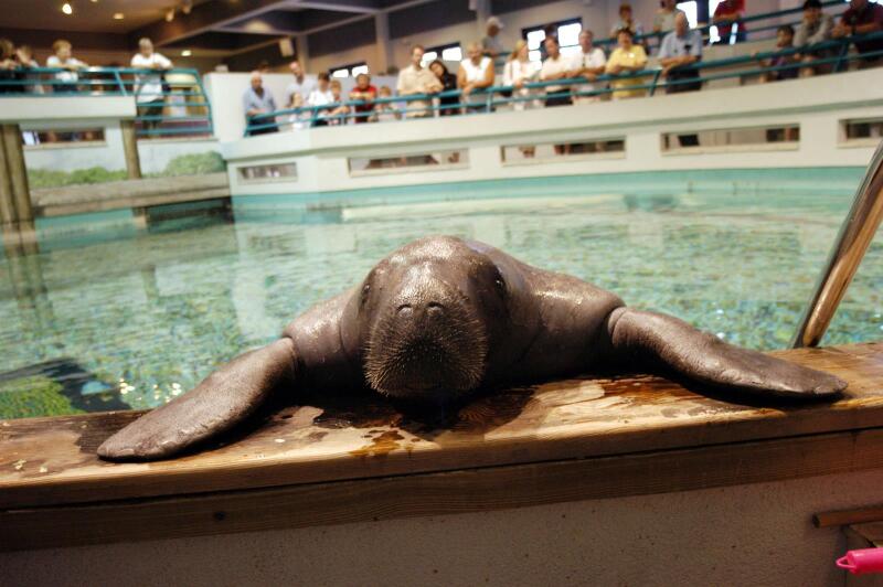 Snooty, aquarium 2004