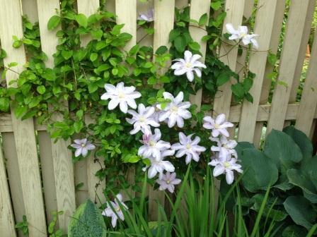 Will Goodwin_Clematis