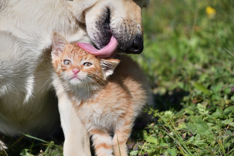 Dog cleans the hair of a small cat like a mother