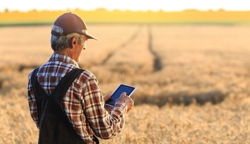 Farmer uses tablet next to field.