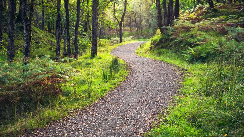a wooded trail
