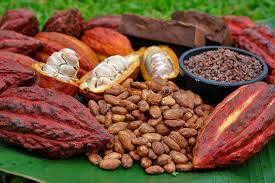 Cacao photo