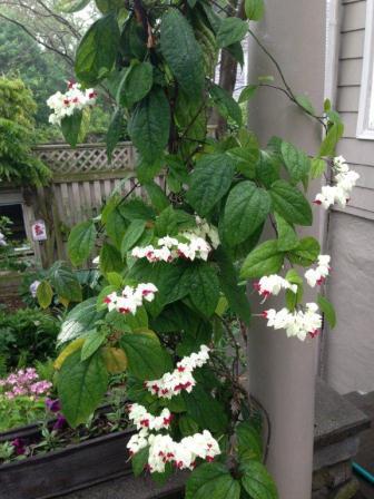 Tropical Bleeding Heart vines