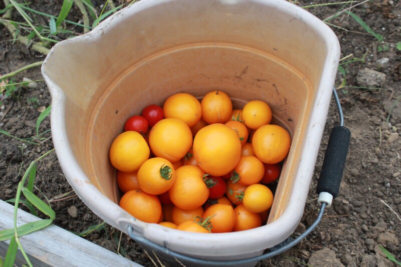 TomatoesDOS15