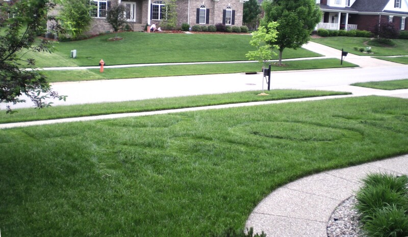 Frank Zhu - I heart mom lawn