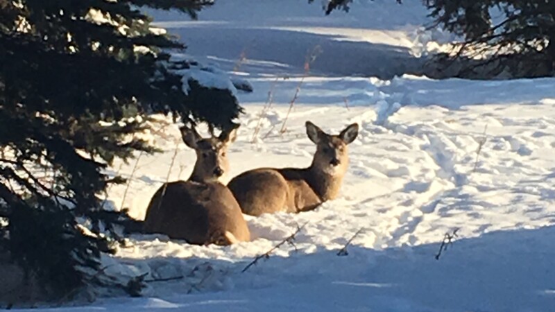 Two deer sitting in snow