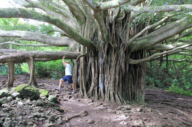 Me helping a banyan tree