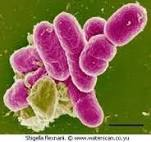 shigella
