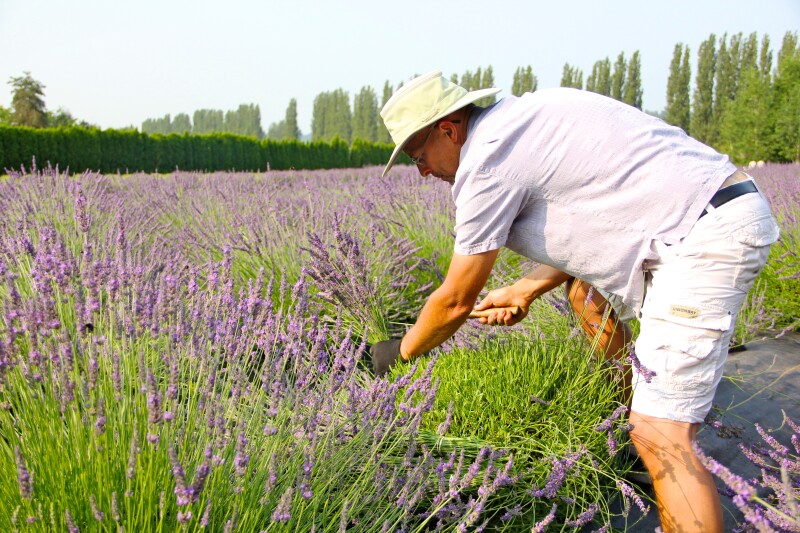 Lavender Field Shot