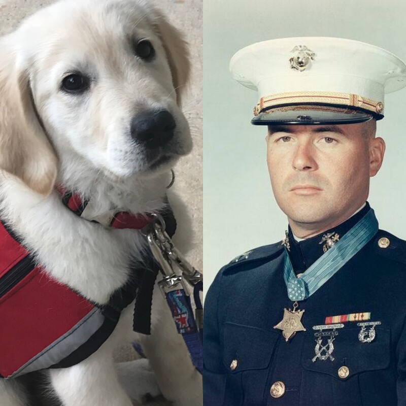 Service Dog In Training-November