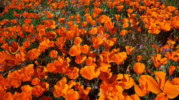 california-poppies