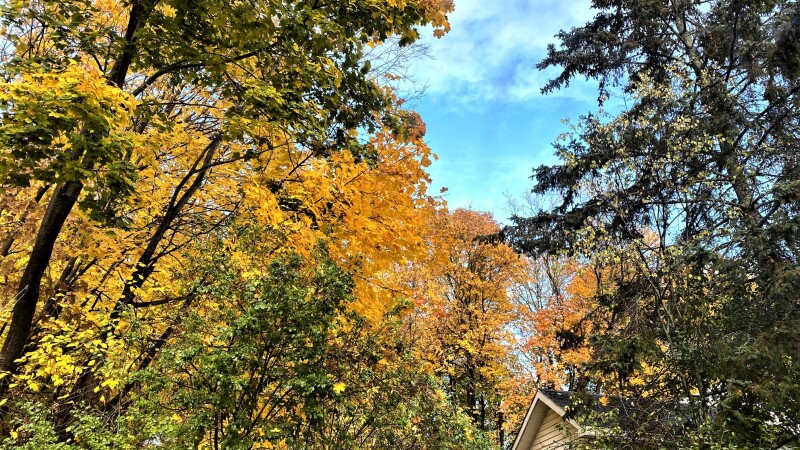 AutumnGold201027.jpg