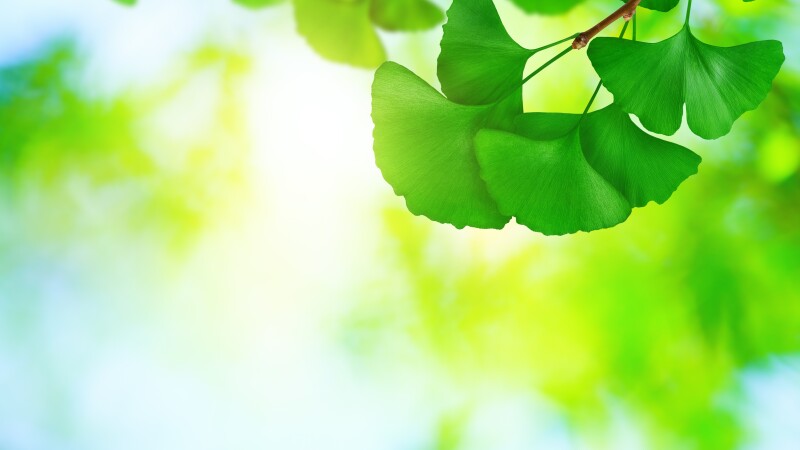 Ginkgo Leaves