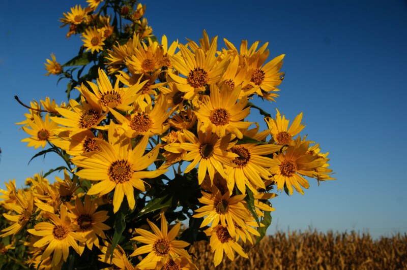 Sunflowers at sunset
