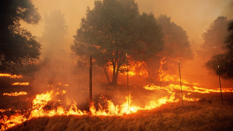 Forest fire