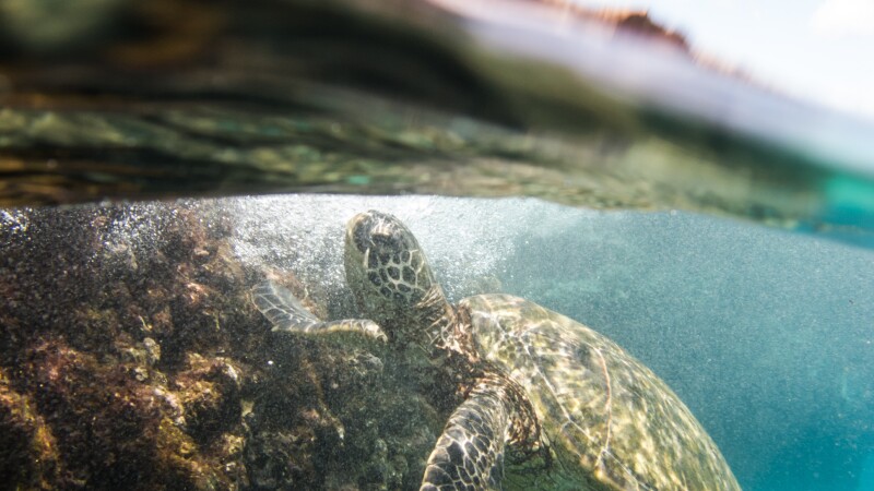 Green sea turtle in Hawaii