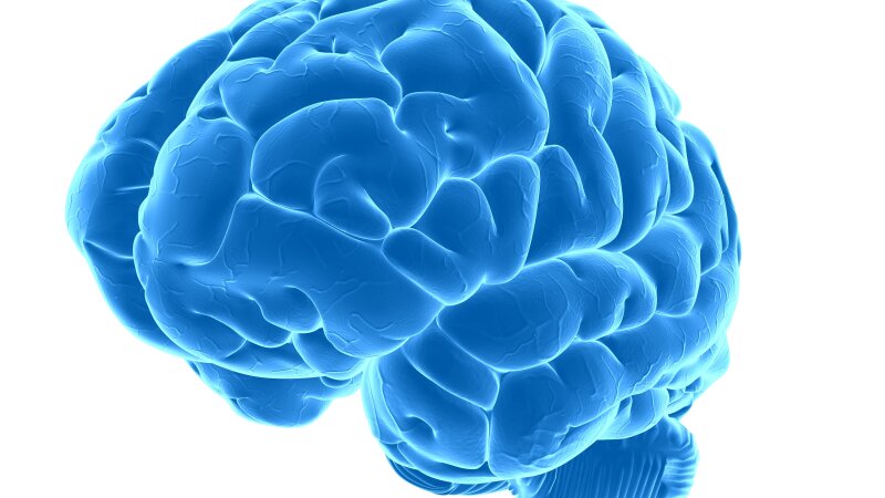 Human brain, artwork