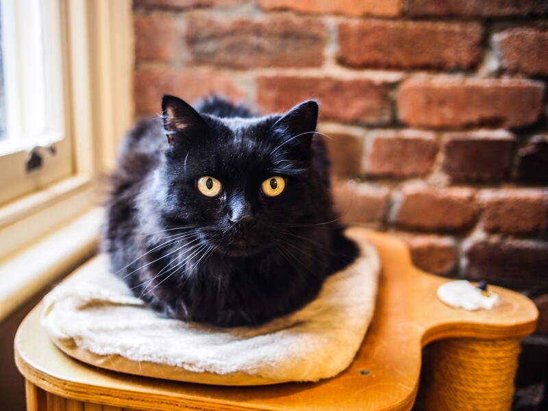 Black cat