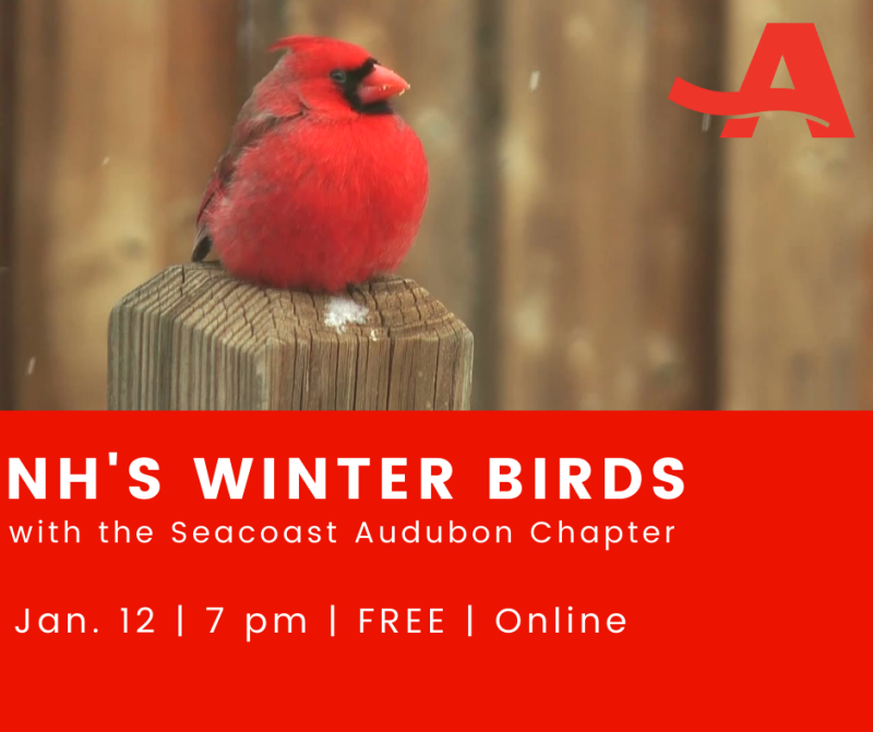 NH's Winter Birds Audubon Jan 2022.png