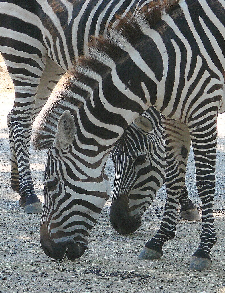 biggertree_zebra