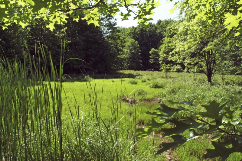 09.17.15 Westcreekgrass (1)