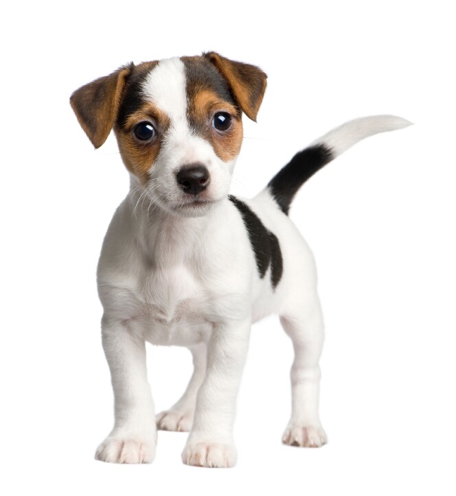Puppy