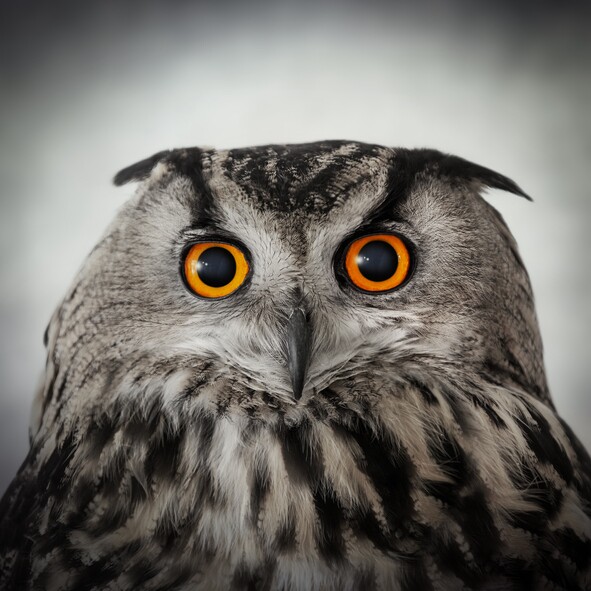 Staring owl