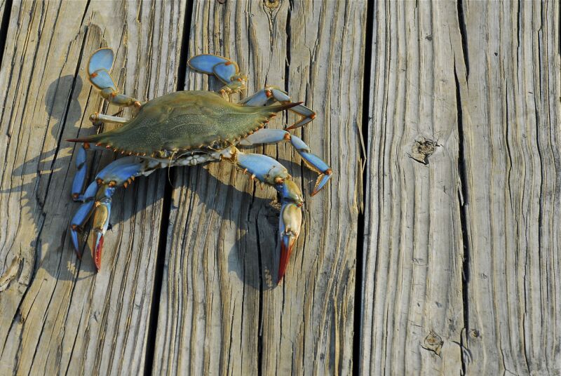 BlueCrab.jpg