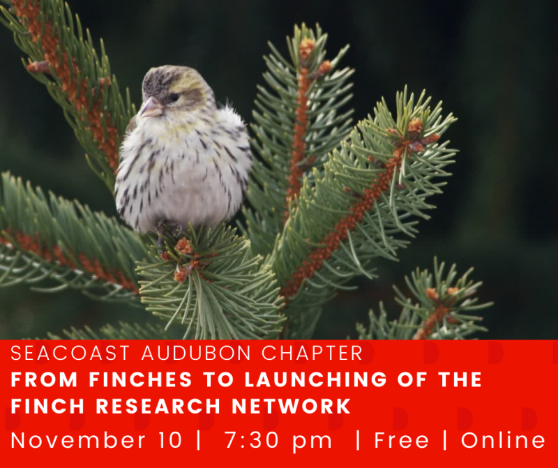 From Finches to Launching of the Finch Research Network - November 10.png
