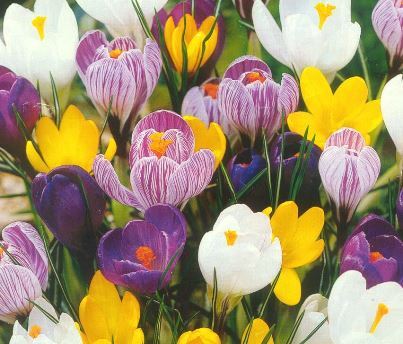 Crocus2