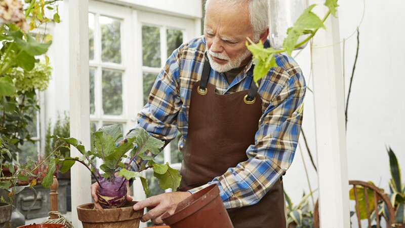 Senior man repotting plant in gardenhouse