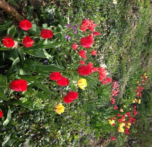 Mike's Garden