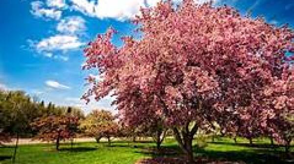 Spring flowers