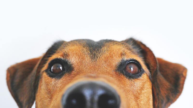 adorable-blur-breed-close-up-406014.jpg