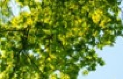 Phoenix GO Bond - Tree Equity & Urban Planning