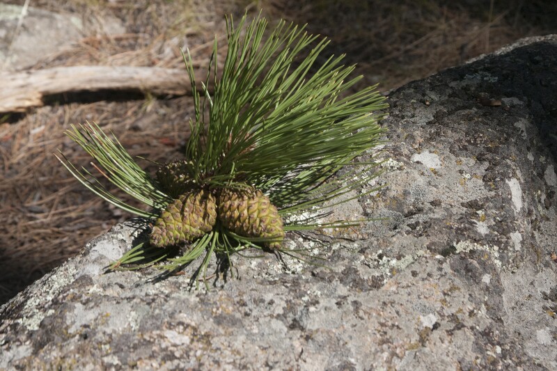 pine cones on rock