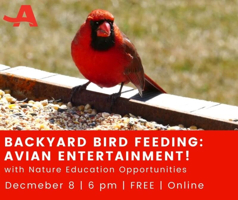 Avian Entertainment Dec 2020.jpg