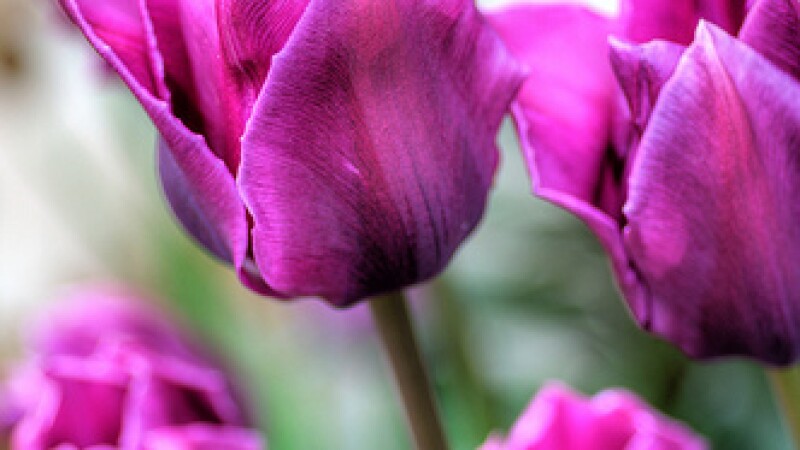 Spring tulips