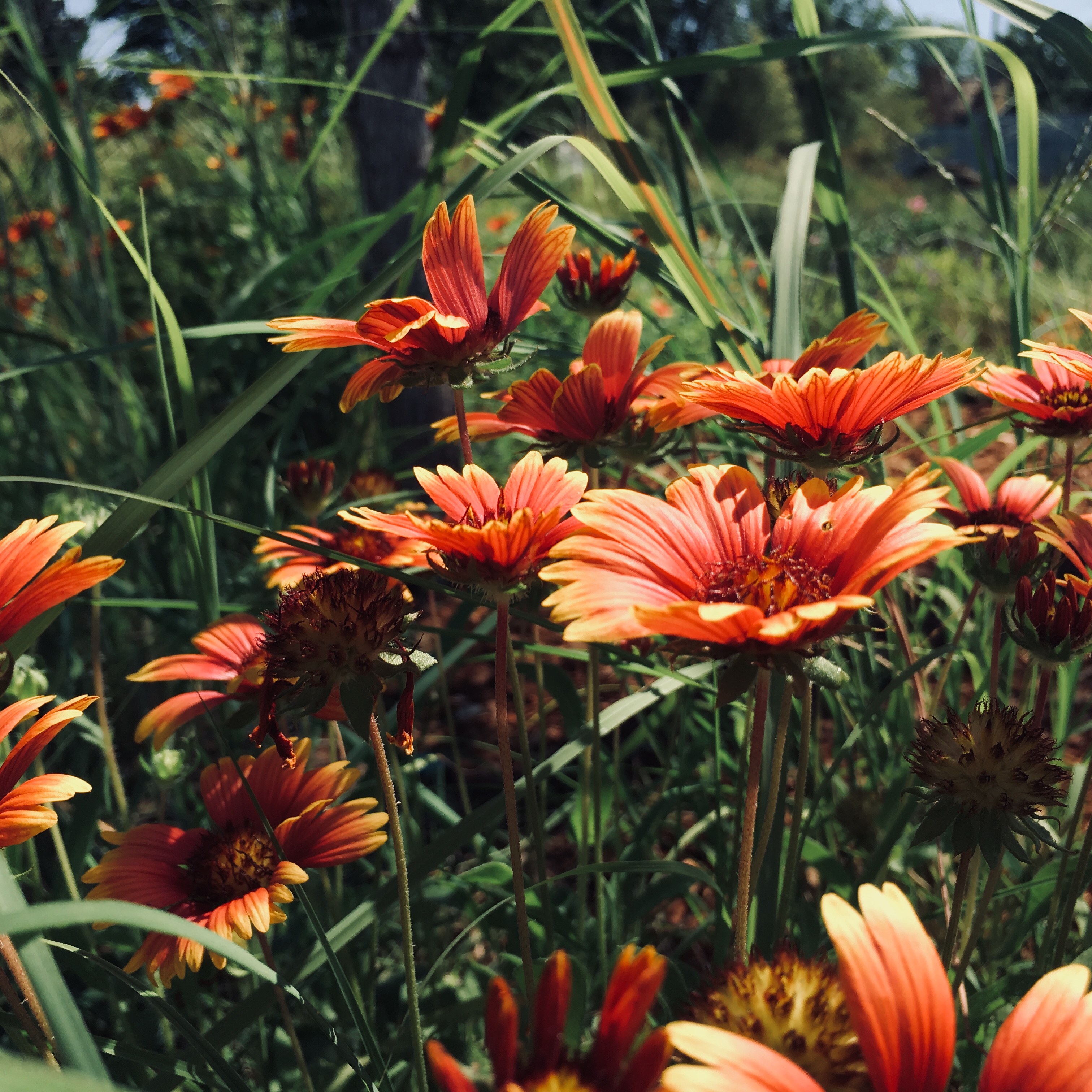 OK Gathering Place flower