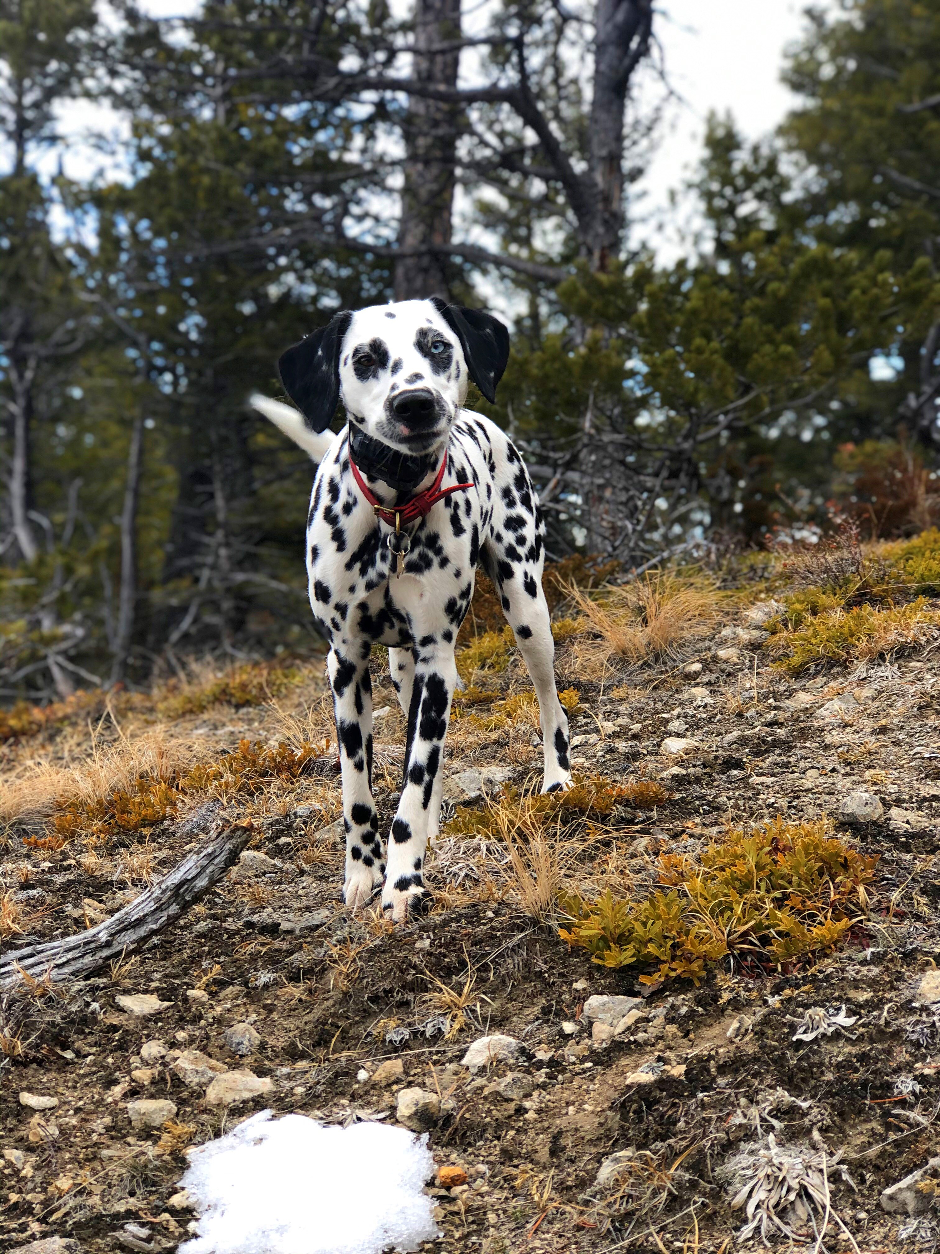 Mt. Helena Ridge Trail.jpg