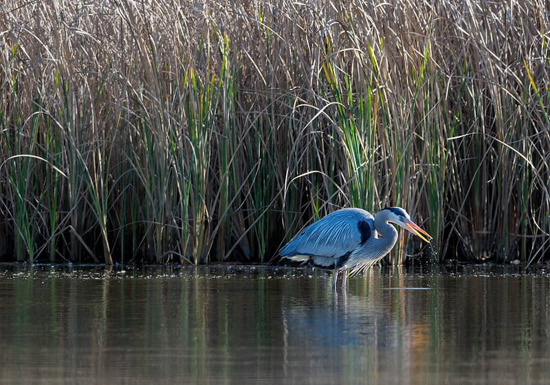 ballona-freshwater-marsh-great-blue-heron.jpg