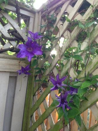 The President_Clematis